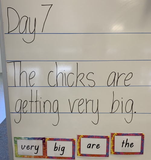 chicks-wednesday-w2-prrm.jpg